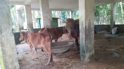 বিদ্যালয় ভবনে গোয়াল ঘর