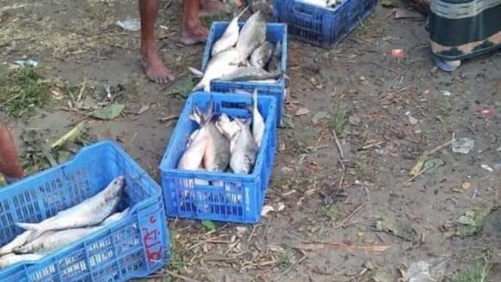 নিষেধাজ্ঞা উপেক্ষা করে ‘অবাধে’ ইলিশ বিক্রি