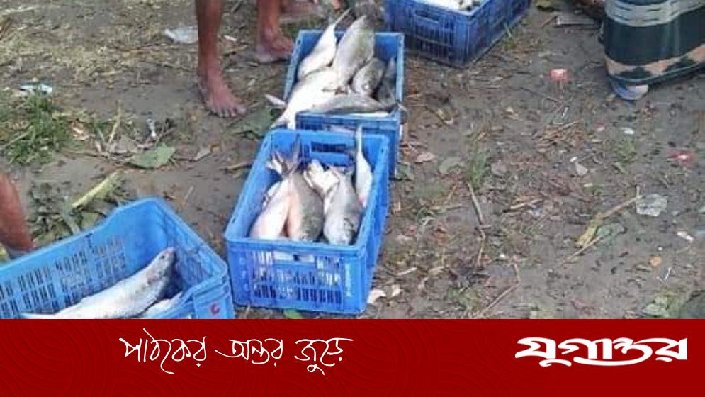 নিষেধাজ্ঞা উপেক্ষা করে ‘অবাধে’ ইলিশ বিক্রি