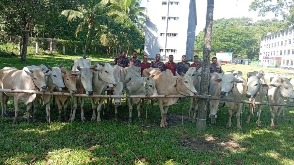 বিজিবির অভিযানে ১৫ বার্মিজ গরু জব্দ