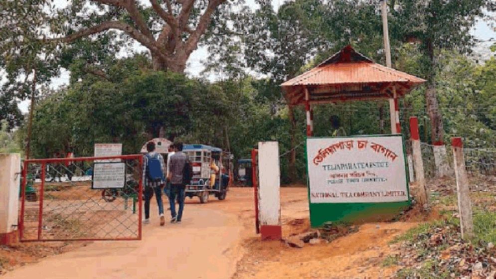 চা বাগানে মাদকের আখড়া, দর্শনার্থী সেজে আসে মাদকাসক্তরা