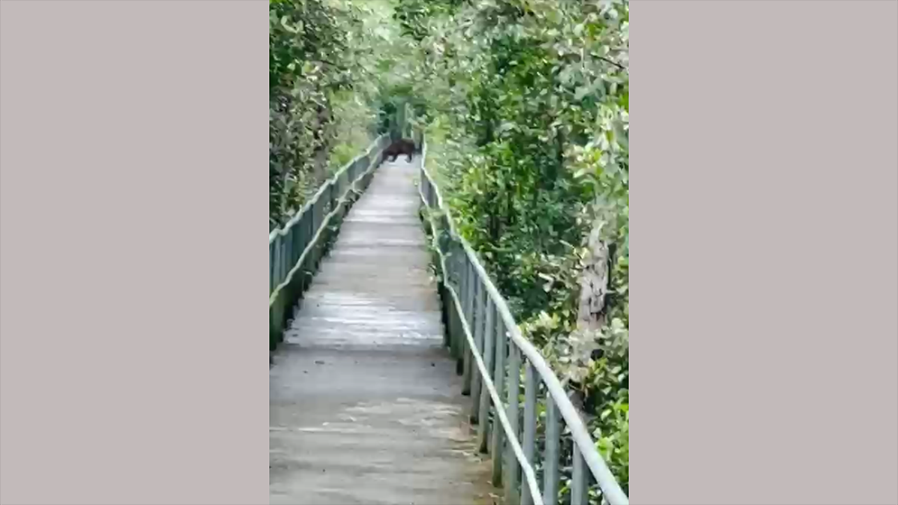 সুন্দরবনের ফুট ট্রেইলে বাঘের বিচরণ