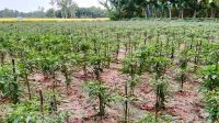 যে কারণে আগাম মরিচ চাষে ঝুঁকে পড়েছেন কৃষক