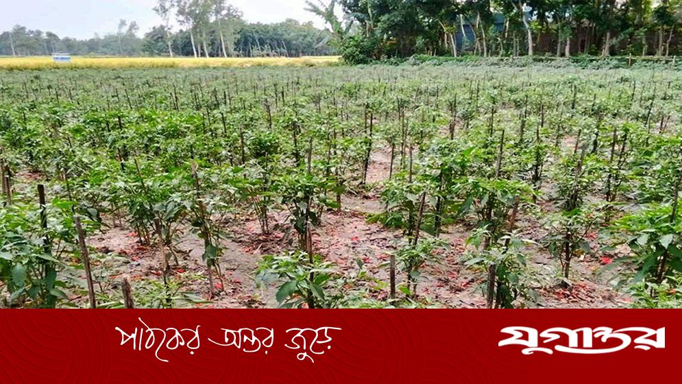 যে কারণে আগাম মরিচ চাষে ঝুঁকে পড়েছেন কৃষক