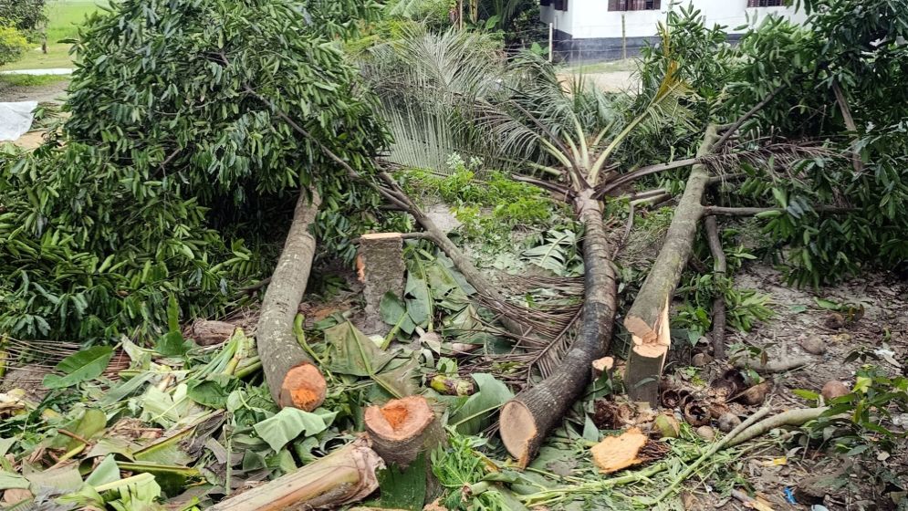 নড়াইলে হিন্দুদের বসতবাড়ি দখল ও গাছ কেটে ফেলার অভিযোগ