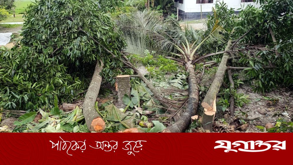 নড়াইলে হিন্দুদের বসতবাড়ি দখল ও গাছ কেটে ফেলার অভিযোগ