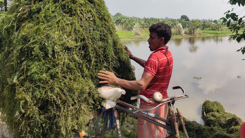 পেকুয়া বিলের জলে ‘ঝাই’, ৩০০ জেলে পরিবারের আশীর্বাদ
