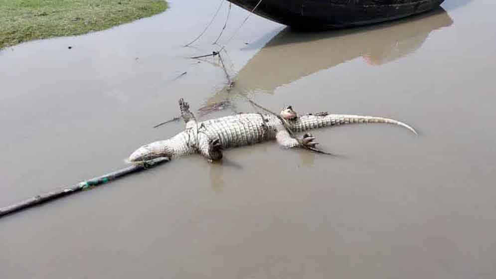 খালে ভাসছে পা হারানো কুমিরের দেহ