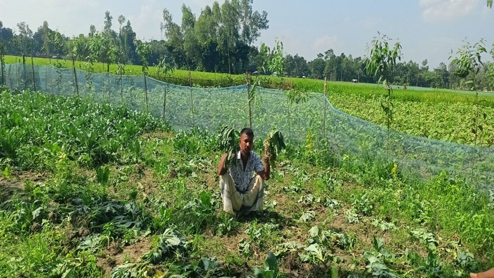 হতদরিদ্র কৃষকের ৫ শতাধিক ফুলকপির গাছ কেটে ফেলল দুর্বৃত্তরা