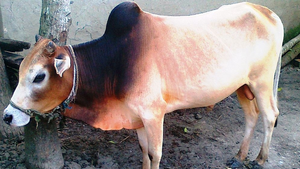 এবার ১ টাকা কেজি গরুর মাংস বিতরণের ঘোষণা সেই জামিলের