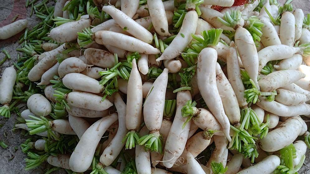 ৪০ কেজি মুলায় এক কেজি ভোজ্যতেল!