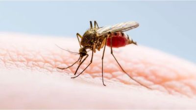 আইসল্যান্ডে প্রথমবার পাওয়া গেল মশা