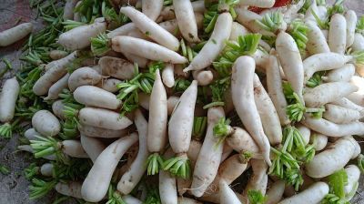 ৪০ কেজি মুলায় এক কেজি ভোজ্যতেল!