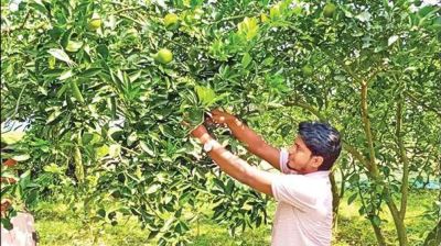 মাল্টা চাষ করে সফল সারিয়াকান্দির রানা