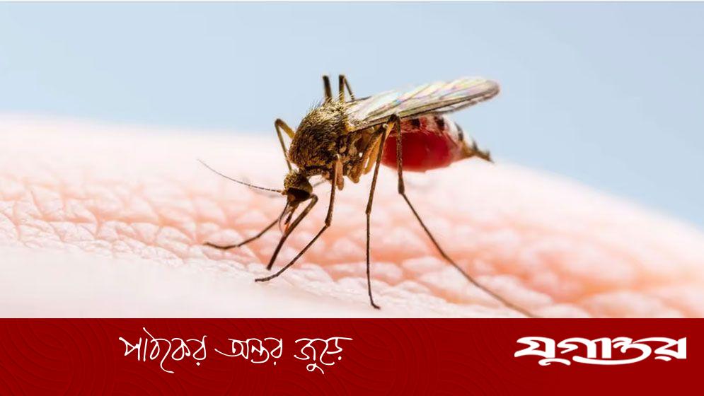 আইসল্যান্ডে প্রথমবার পাওয়া গেল মশা