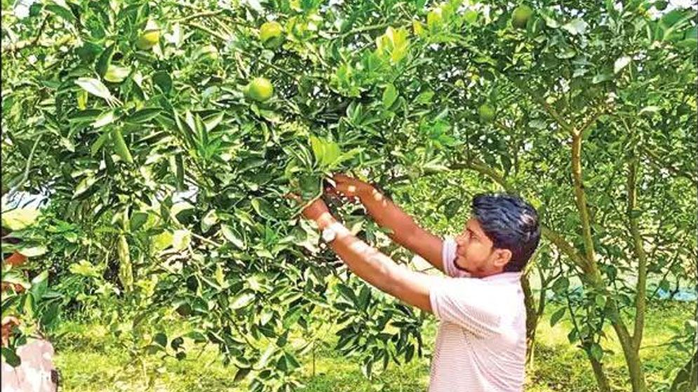 মাল্টা চাষ করে সফল সারিয়াকান্দির রানা