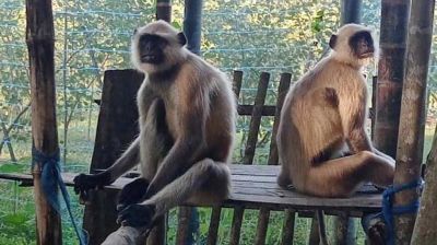 দলছুট জোড়া হনুমান ঘুরে বেড়াচ্ছে সিংড়ার আনাচে-কানাচে