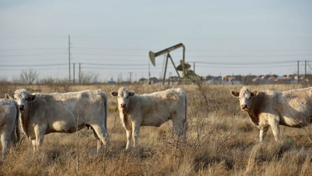 যুক্তরাষ্ট্রে গরুর মাংসের দাম ঊর্ধ্বমুখী, কেজি কত জানেন?