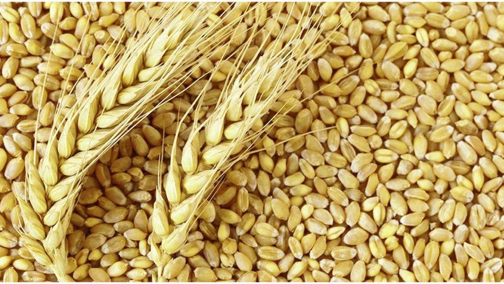 প্রথমবারের মতো যুক্তরাষ্ট্র থেকে গম আমদানি