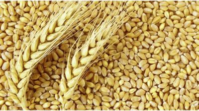 প্রথমবারের মতো যুক্তরাষ্ট্র থেকে গম আমদানি