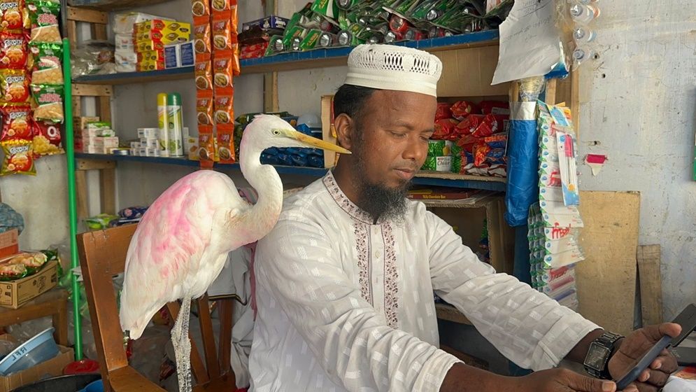 সাদা বক পোষ মানালেন বাউফলের হেমায়েত