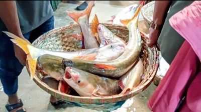 মেঘনা-পদ্মায় ইলিশের জালে ধরা পড়ছে অসংখ্য পাঙ্গাস