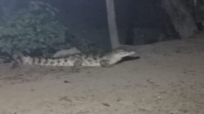 মুন্সীগঞ্জের লোকালয়ে দেখা মিলছে কুমির