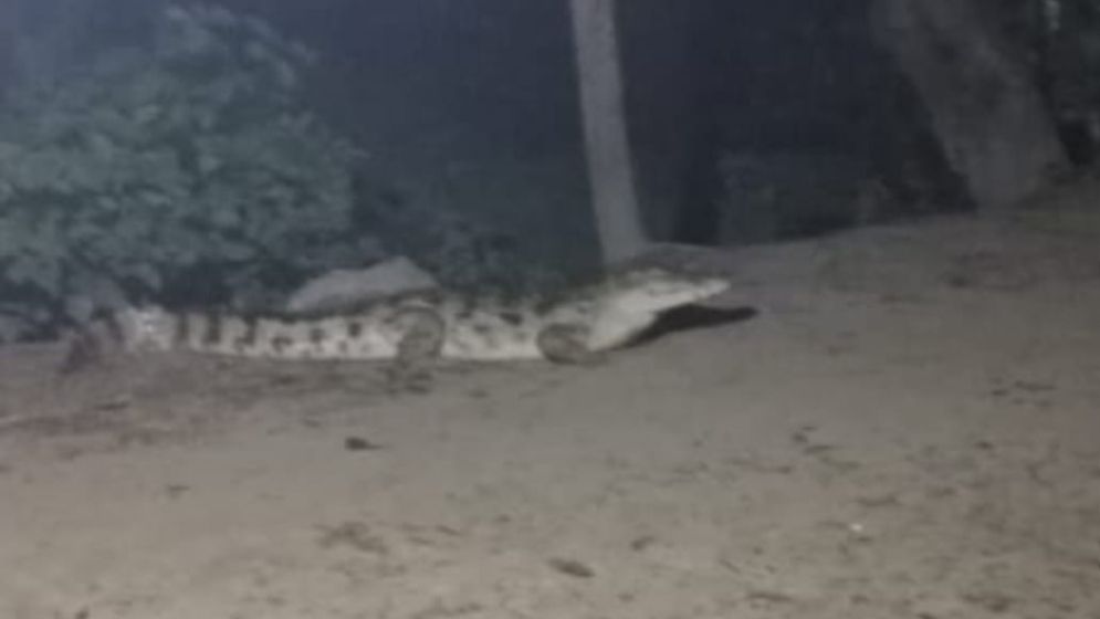 মুন্সীগঞ্জের লোকালয়ে দেখা মিলছে কুমির