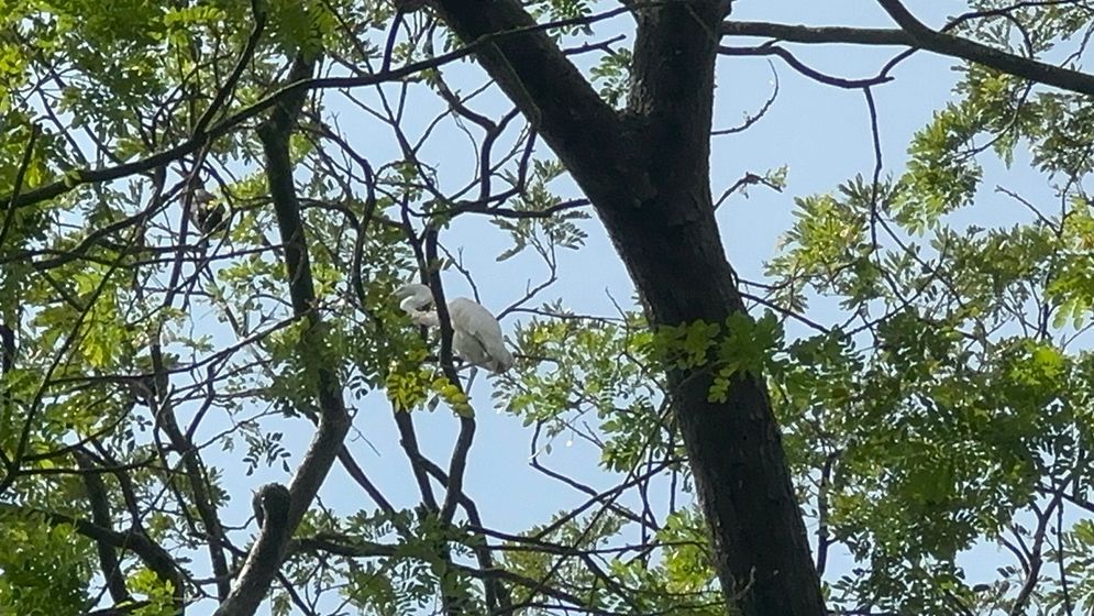 অবমুক্ত করার পর পোষ মানা সেই সাদা বক কিছুই খাচ্ছে না