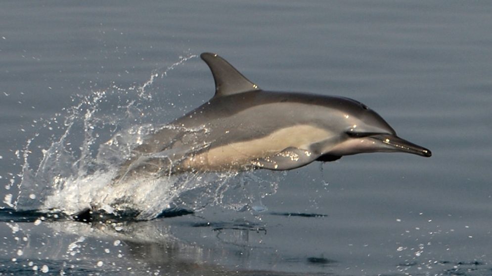 দেশের নদ-নদীতে পাওয়া গেল ২ হাজার ৩০৭টি ডলফিন