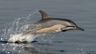 দেশের নদ-নদীতে পাওয়া গেল ২ হাজার ৩০৭টি ডলফিন