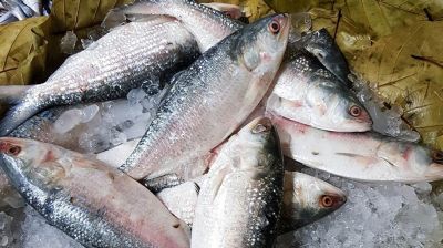 বরিশালে ইলিশের দামে আগুন