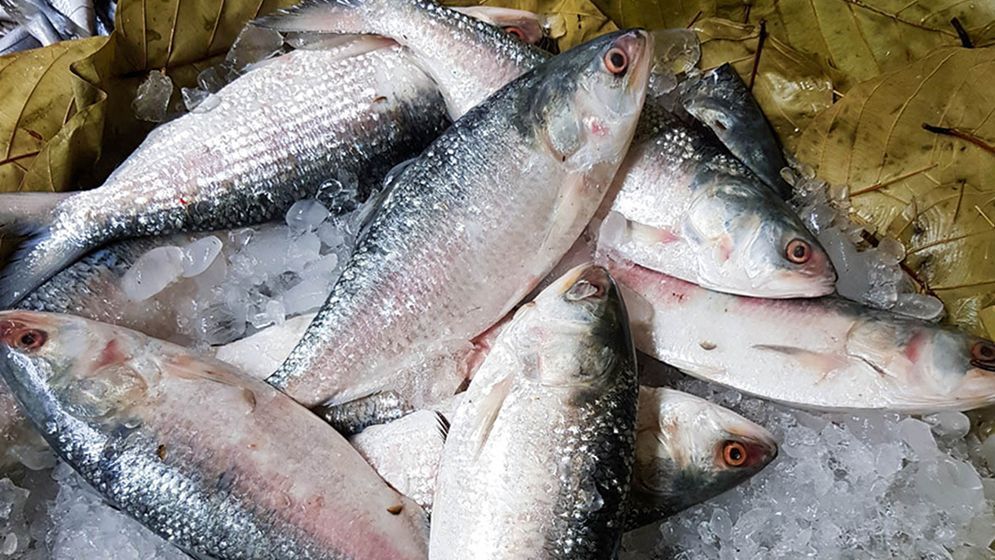 বরিশালে ইলিশের দামে আগুন