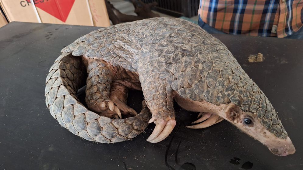 পঞ্চগড়ের লোকালয়ে মহাবিপন্ন বনরুই উদ্ধার