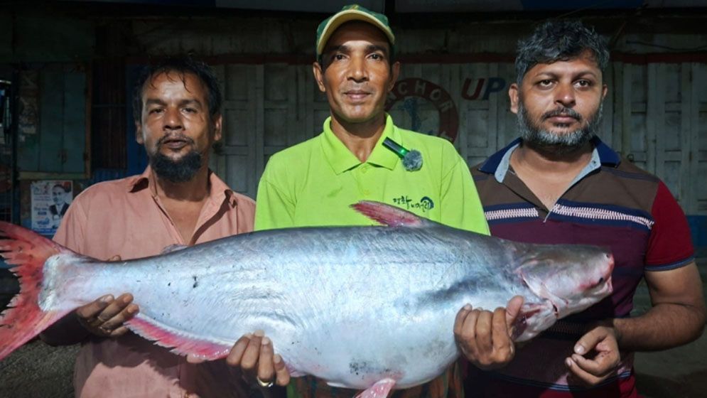 বড়শিতে ধরা পড়ল ১৬ কেজির পাঙাস