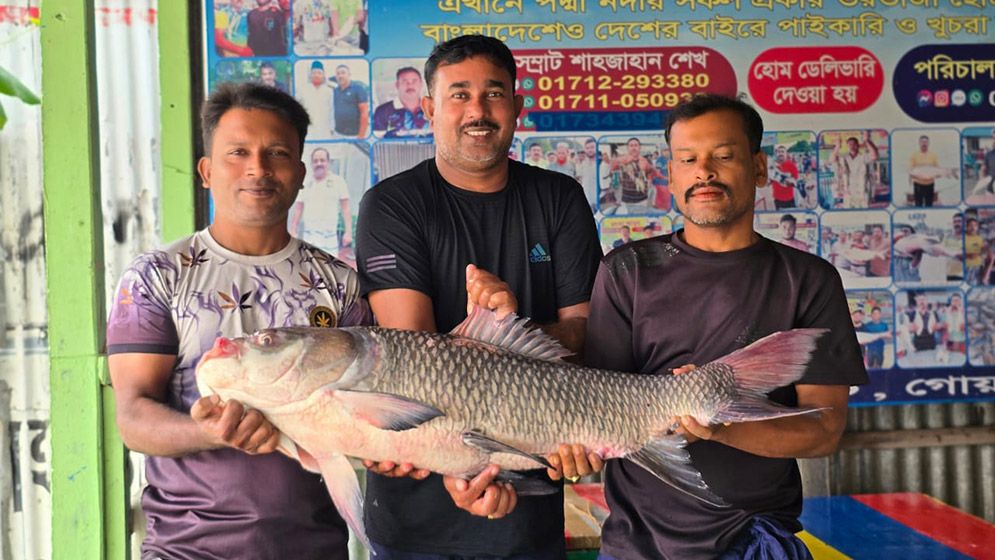 পদ্মার এক কাতলার দাম ৫৫ হাজার টাকা