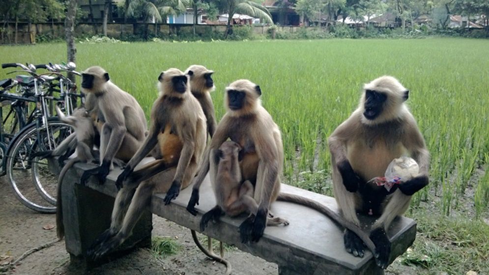 কেশবপুরে বাড়ছে হনুমানের সংখ্যা