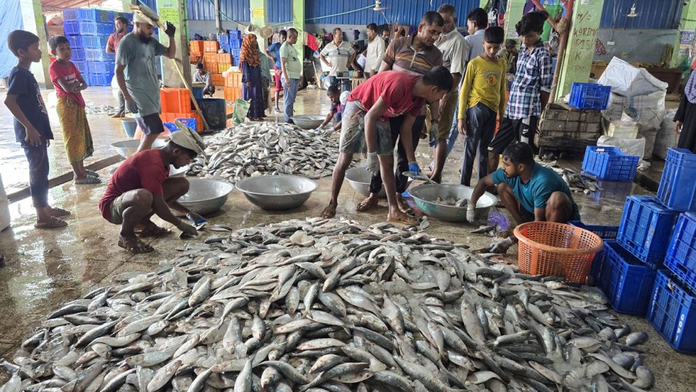 এবার জাটকা ইলিশ ধরায় ৮ মাসের নিষেধাজ্ঞা, মধ্যরাত থেকে শুরু