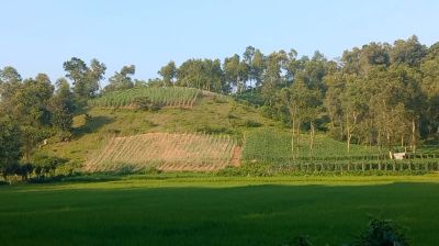 গারো পাহাড়ে বরবটি চাষে আশার আলো দেখছেন কৃষকরা