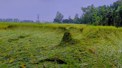 বৃষ্টিতে নুয়ে পড়েছে আমন ধান, যা করণীয়