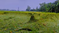 বৃষ্টিতে নুয়ে পড়েছে আমন ধান, যা করণীয়