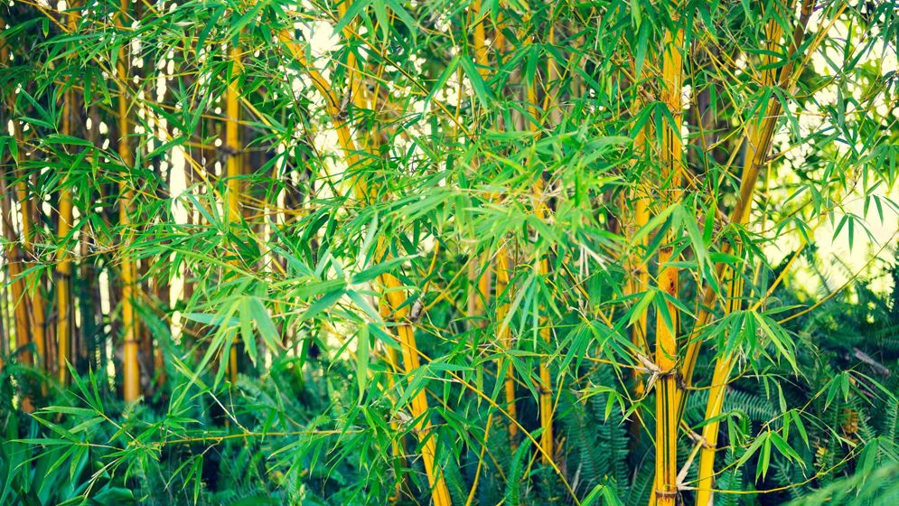 ভূমিকম্প থেকে বাঁচাবে বাঁশ