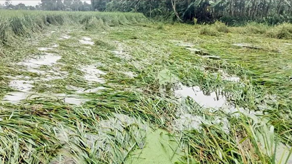 বগুড়ায় বৃষ্টিতে নুয়ে পড়েছে পাকা ধান, সবজিখেতে পানি