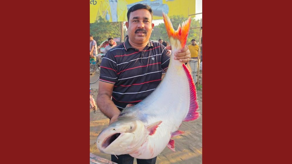 ২৬ কেজি ওজনের এক পাঙ্গাশের দাম ৬৮ হাজার টাকা!