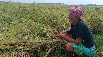 গোপালগঞ্জে ভারি বৃষ্টিতে ধানসহ ফসলের ব্যাপক ক্ষতি