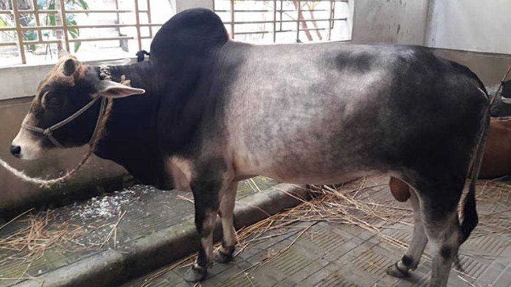 পশুর ক্ষুরা রোগ হলে যা করবেন