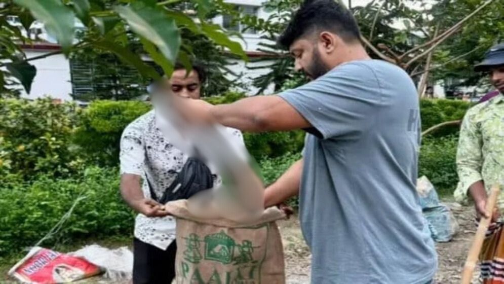 রাজধানীতে ধরা পড়ছে বিষধর গোখরা, রাসেল ভাইপার