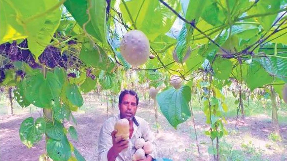 গাছ আলু চাষে বদলে যাচ্ছে টানাপোড়েনের জীবন