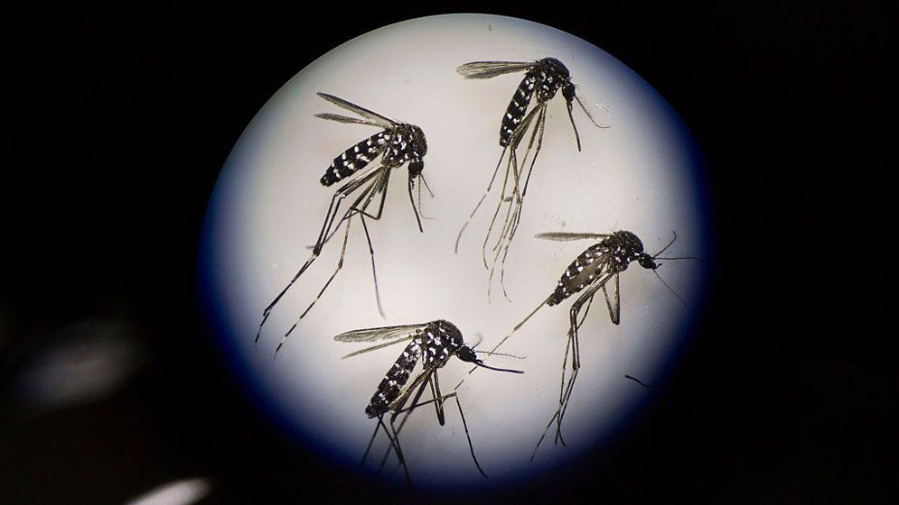 নীরবে প্রাণ কাড়ছে ডেঙ্গু, লাশের মিছিলে আরও ৫ জন