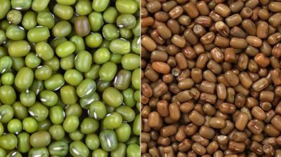 মুগডালের নামে বিক্রি হচ্ছে বিষাক্ত ‘মথবীজ’